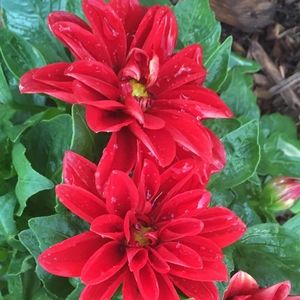 Meet your Posher, Joyce